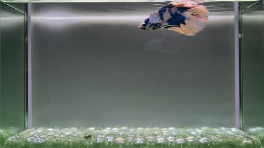Betta fish male fancy blue marble halfmoon long tail from Thailand, Siamese fighting fish on isolated grey background.