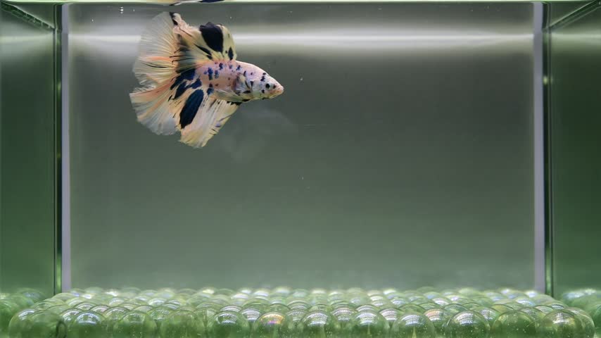 Betta fish male fancy blue marble halfmoon long tail from Thailand, Siamese fighting fish on isolated grey background.