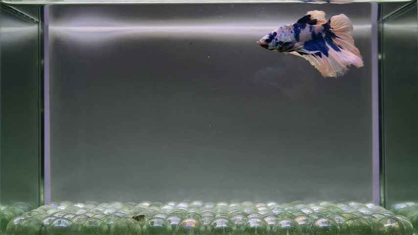 Betta fish male fancy blue marble halfmoon long tail from Thailand, Siamese fighting fish on isolated grey background.