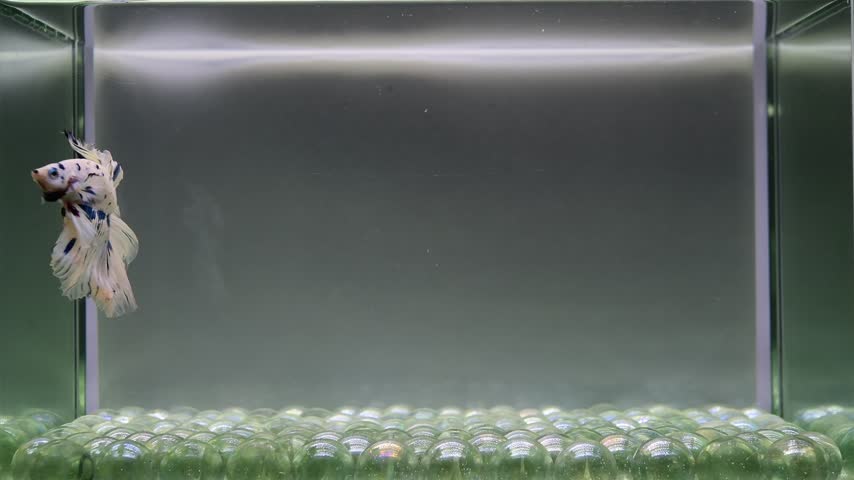 Betta fish male fancy blue marble halfmoon long tail from Thailand, Siamese fighting fish on isolated grey background.