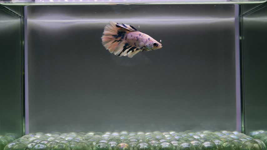 Betta fish male fancy blue marble halfmoon long tail from Thailand, Siamese fighting fish on isolated grey background.