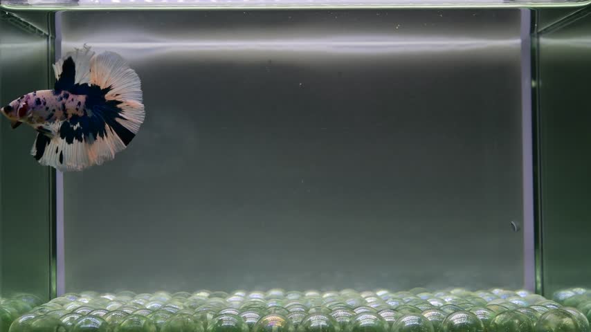 Betta fish male fancy blue marble halfmoon long tail from Thailand, Siamese fighting fish on isolated grey background.