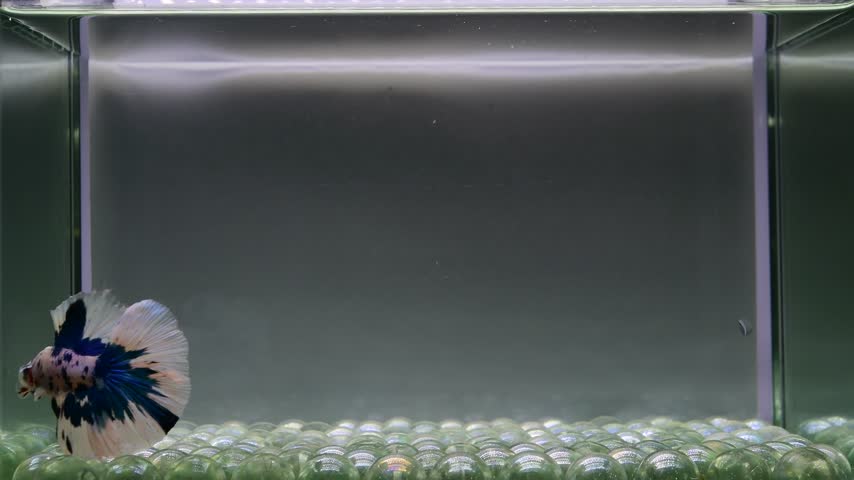 Betta fish male fancy blue marble halfmoon long tail from Thailand, Siamese fighting fish on isolated grey background.