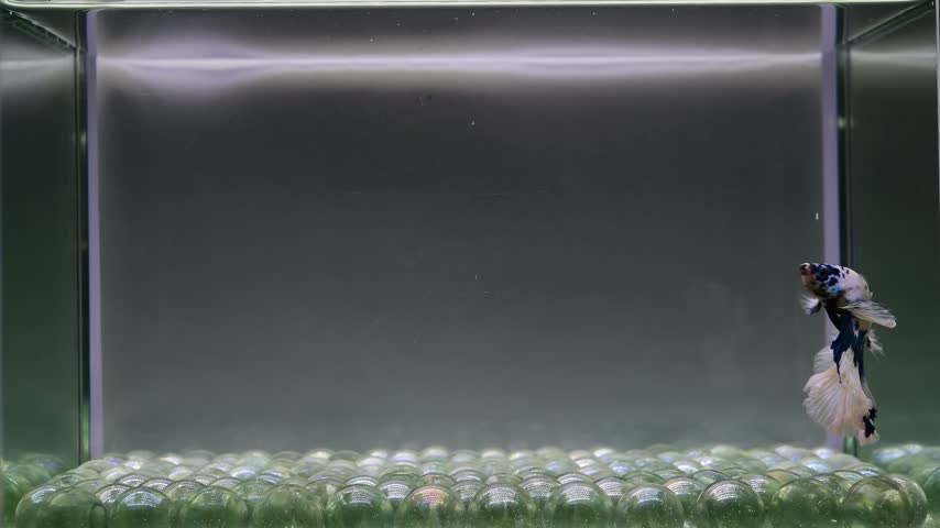 Betta fish male fancy blue marble halfmoon long tail from Thailand, Siamese fighting fish on isolated grey background.