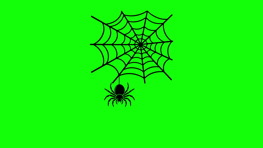 A black spider hanging from a circular web isolated on a vibrant green background.
