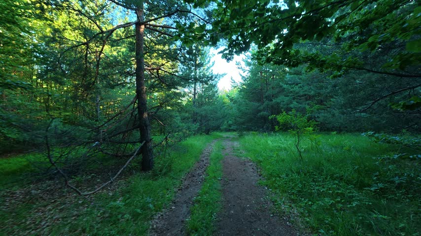 Sunlight filters through green pine trees. Path winds gently through dense forest undergrowth. Location: Kozji Kamen hiking path, Balkan Mountains (Stara Planina). Balkans, Serbia