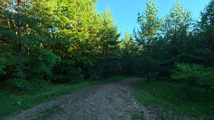 Sunlight filters through tall pine trees. Dirt path winds gently through green undergrowth. Location: Kozji Kamen hiking path, Balkan Mountains (Stara Planina). Balkans, Serbia