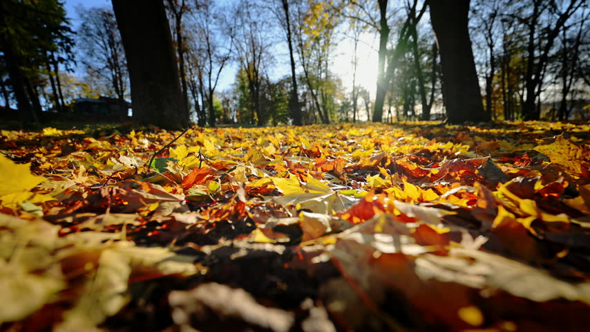 Ground-level view of colorful fallen autumn leaves covering the park floor with trees and sunlight in the background