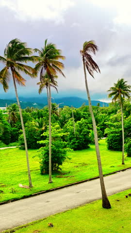Tall coconut palms and green lawn below cloudy mountains, Puerto Rico. Elevated view of leaning trunks, bright grass, tropical shrubs and a quiet road with low mist over the hills. Vertical video.