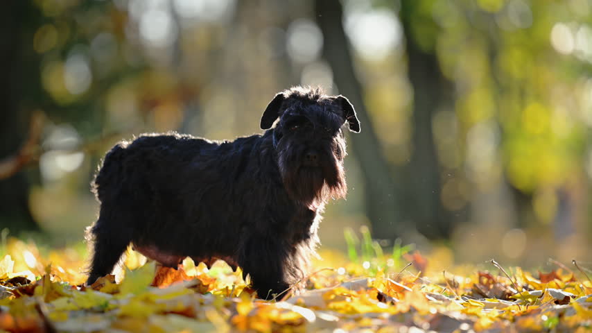 Alert black Miniature Schnauzer stands among autumn leaves and looks toward the camera in warm sunlight