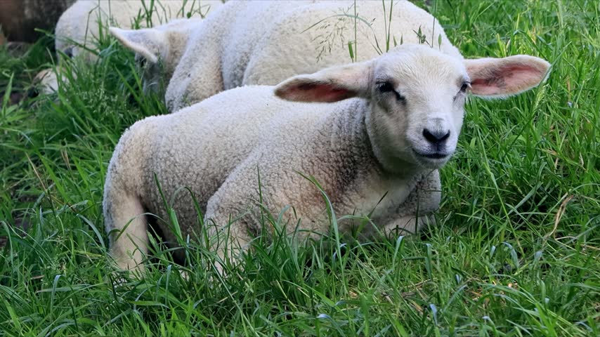 cute white lamb in the grass ruminating 
