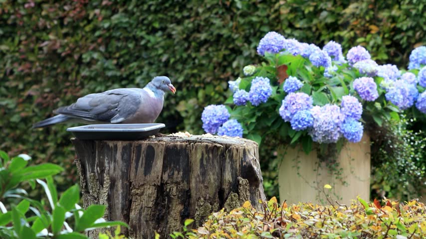 wood pigeon dove pecks bird seed
