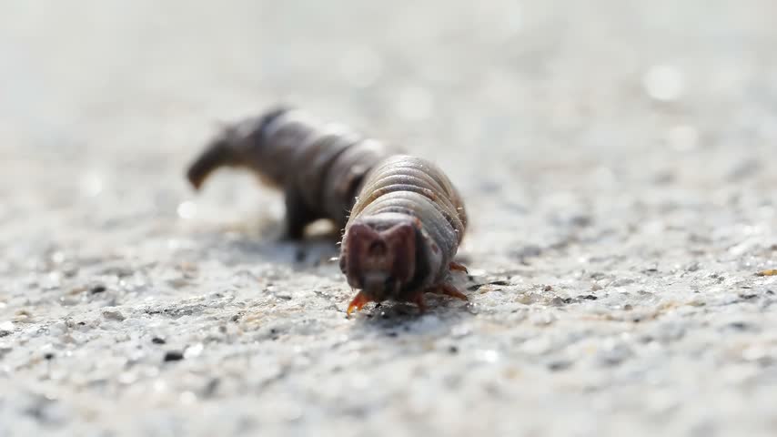 Peppered moth caterpillar (Biston betularia) crawling on a stone wall in a natural outdoor habitat in Belle-Île-en-Mer, France.