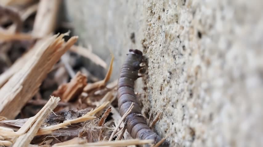 Peppered moth caterpillar (Biston betularia) crawling on a stone wall in a natural outdoor habitat in Belle-Île-en-Mer, France.