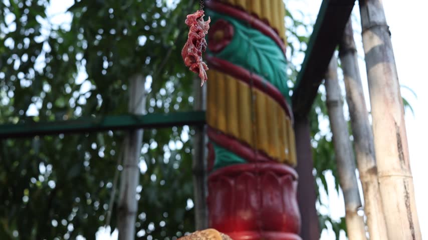Low angle shot of a wild mongoose standing tall and eating a piece of raw meat outdoors.