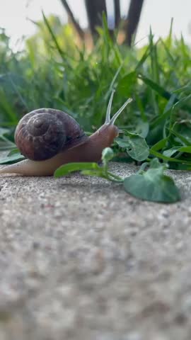 snail walking slowly to the garden spring season Michigan usa 