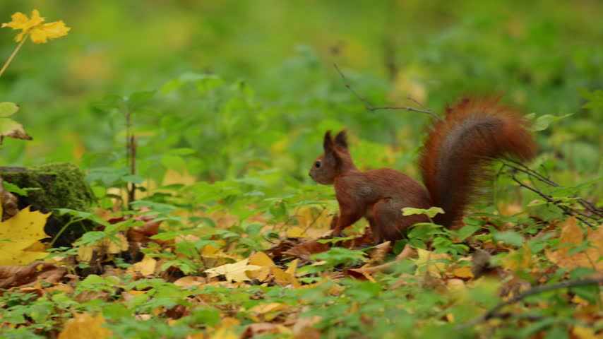 Red squirrel jumping and running across autumn forest floor, dynamic European wildlife action in cinematic 4K