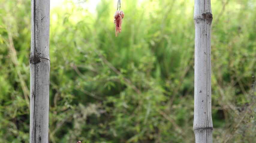 Low angle shot of a wild mongoose standing tall and eating a piece of raw meat outdoors.