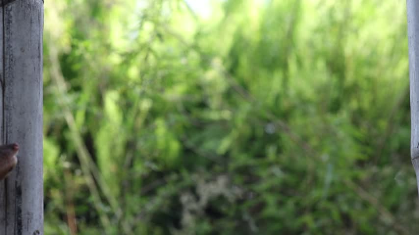Low angle shot of a wild mongoose standing tall and eating a piece of raw meat outdoors.