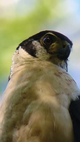 Vertical video extreme close-up of a wild Collared Forest Falcon (Micrastur semitorquatus) turning its head to stare directly into the camera with an intense gaze, perched high in a Costa Rican tropical rainforest.