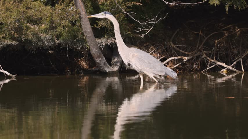 A Great Blue Heron stalks through the shallow water at the edge of a pond in the Kathryn Albertson Park in Boise Idaho USA on a sunny day.