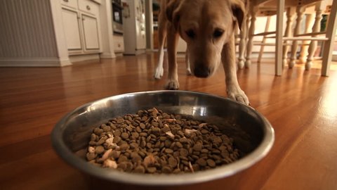 DOG EATS FROM BOWL.

A Yellow Lab walks up to his bowl to enjoy dinner.