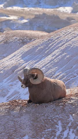 Wild Bighorn Sheep in the rugged landscape of Badlands National Park, South Dakota in the winter. Verticl video.