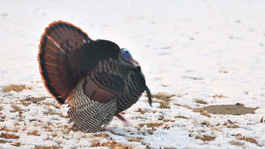 Wild Turkey in the the snow in Minnesota