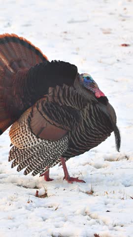 Wild Turkey in the the snow in Minnesota. Vertical video.