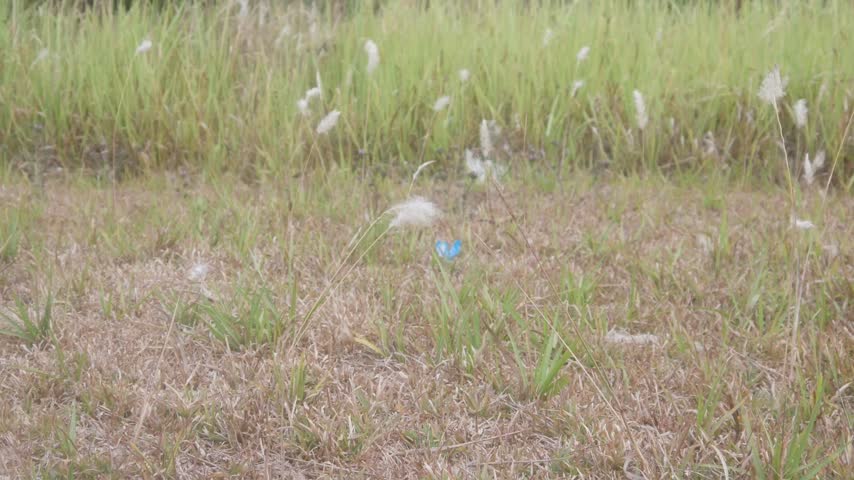 Wild Grass and Wildflower Scenery Outdoor
