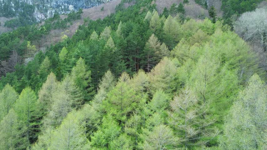 Aerial drone shot flying over dense coniferous woodland covering mountain hillside during spring transition, showcase of lush green canopy, dark pine trees, and rocky terrain in background.