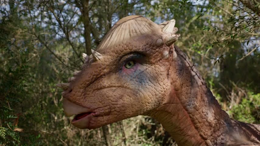 Detailed close up of pachycephalosaurus armored head with green eye in natural sunlight.