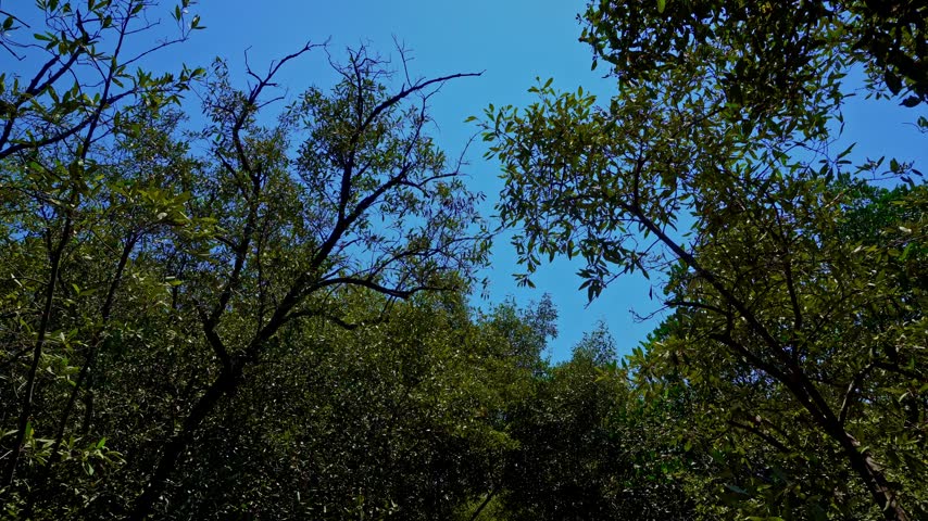 Wooden boardwalk pathway leading through dense green mangrove forest under blue sky in Java Indonesia
