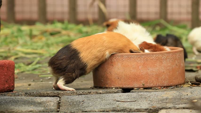Guinea pigs eating food in their enclosure, showing their feeding behavior and adorable appearance. HD resolution.