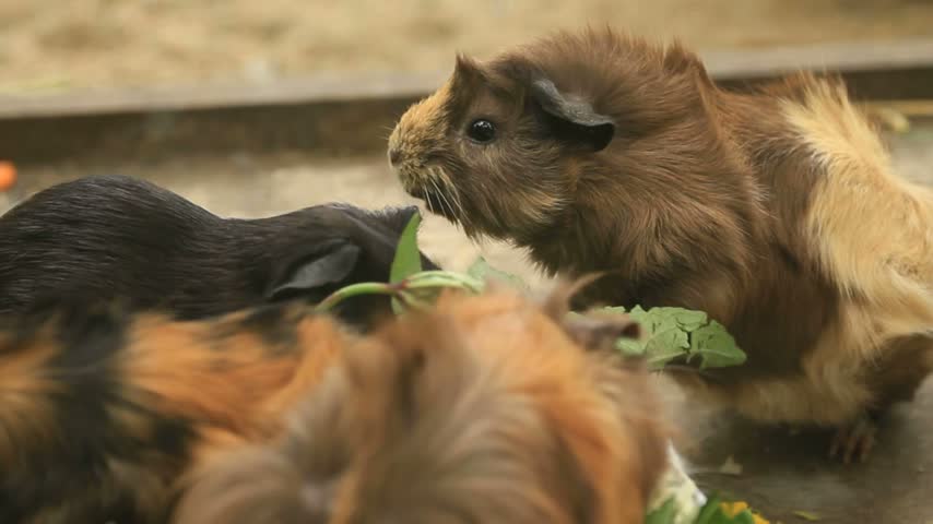 Guinea pigs eating food in their enclosure, showcasing their natural feeding behavior and cute appearance. HD resolution.
