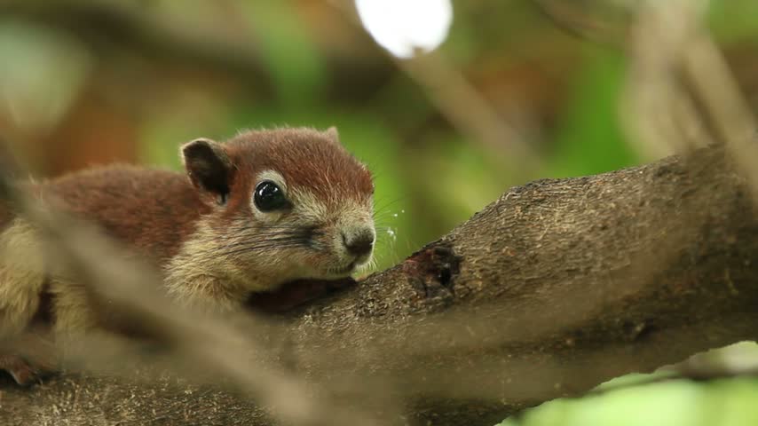A squirrel resting on a tree in its natural habitat, showcasing its relaxed behavior and furry features. HD resolution.