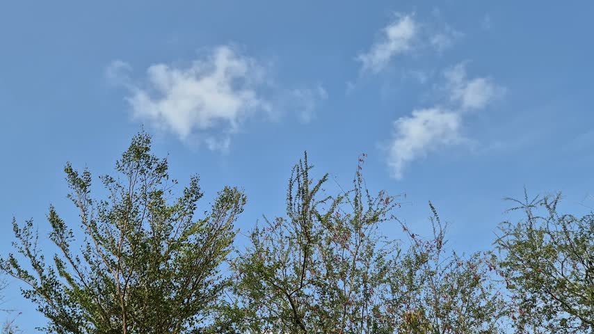 Low angle view of green treetops against a clear blue sky with white clouds on a sunny day.