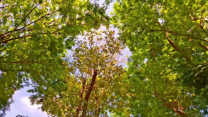 A view from beneath a variety of trees spinning rather quickly. On a bright, sunny day in a city park. Suitable for depicting people who are confused or frightened whilst out in the open.