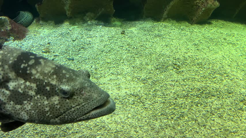 Large spotted grouper fish swimming close to the sandy bottom inside a dimly lit aquarium tank.