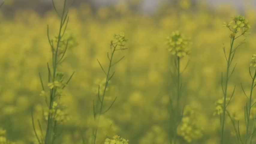 Yellow Mustard flower blossom, Crop Field Along Falgu River, Gaya, Bihar, India