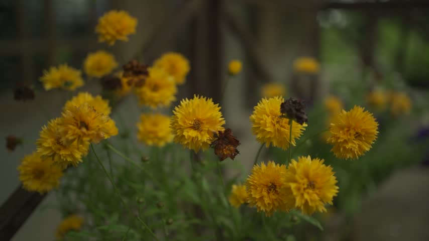 yellow flowers in the garden
