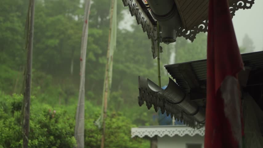 water drops on a tree in Mountain