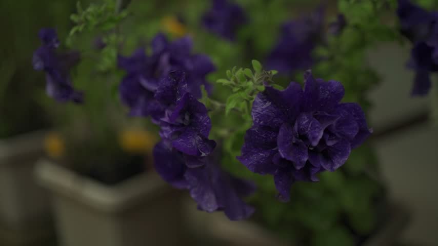 violet flower in the garden