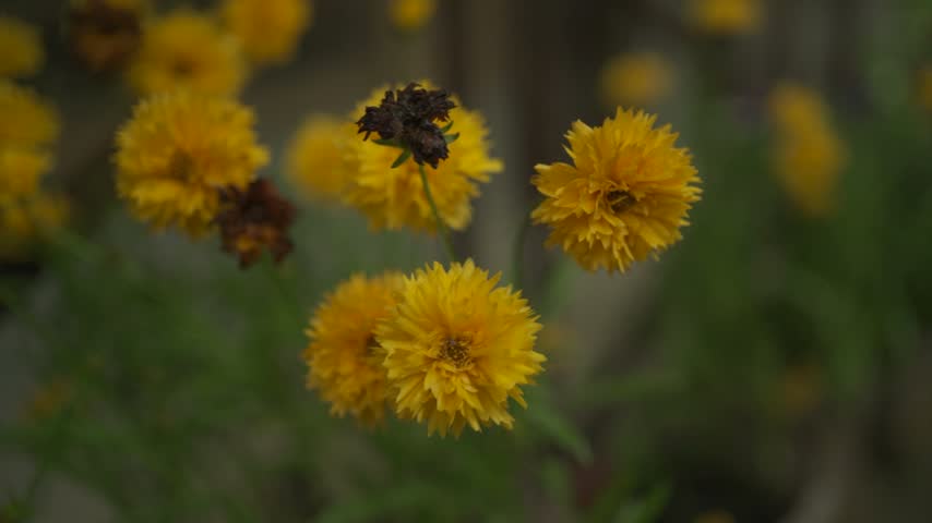 yellow flowers in the garden