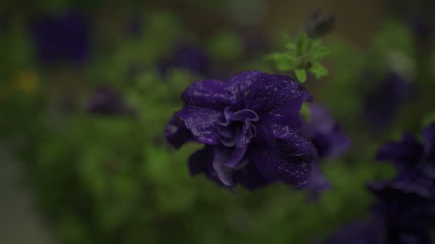 violet flower in the garden