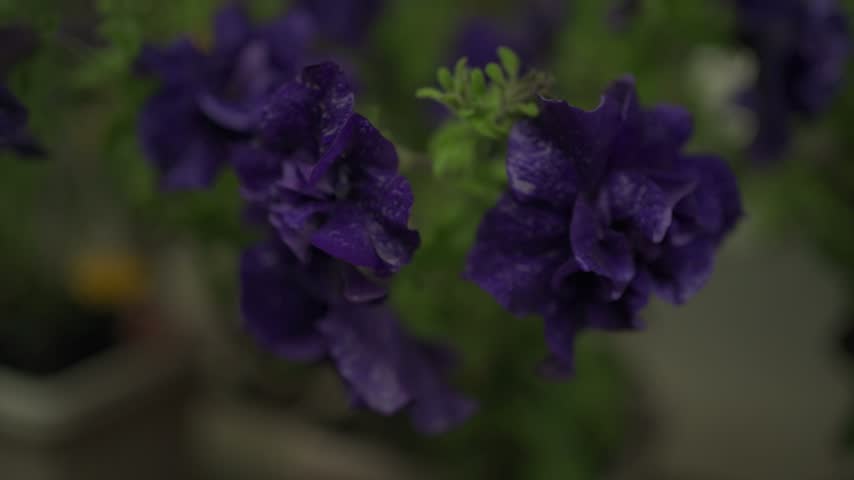 violet flower in the garden