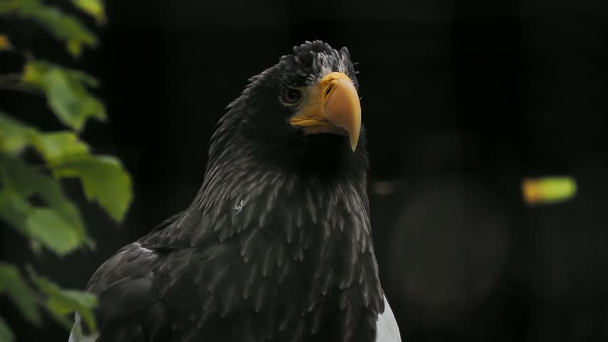 Close-up of a Steller