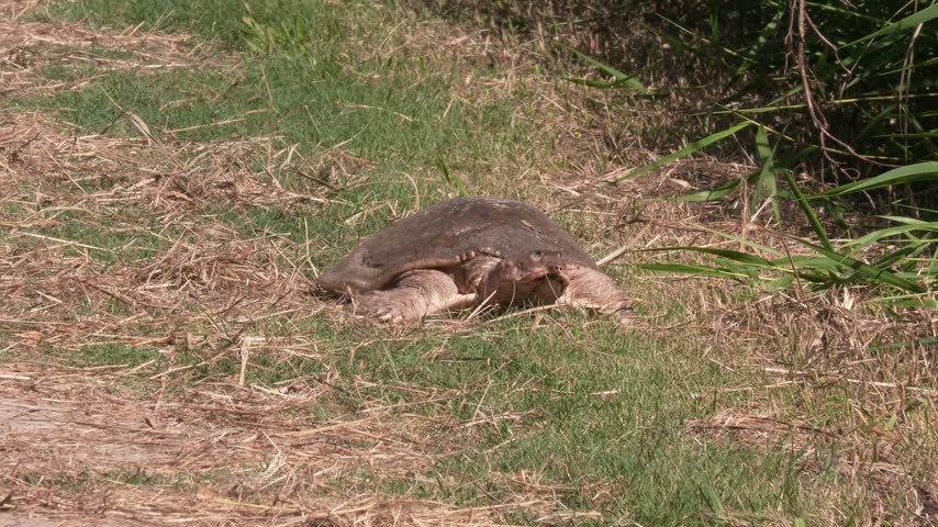 Large Softshell Turtle in Florida Wetlands.
