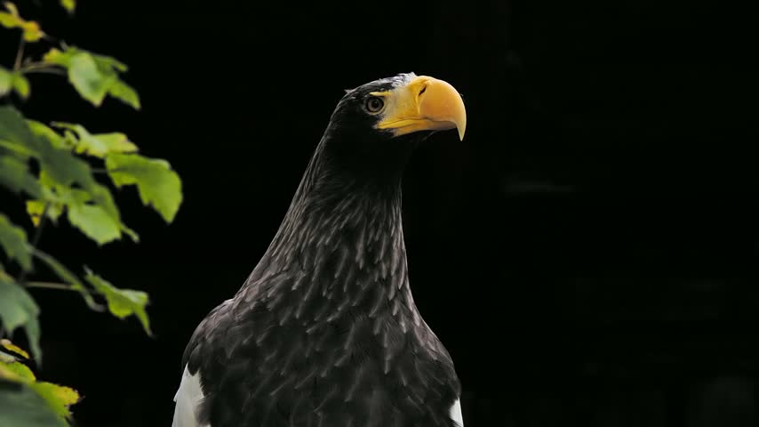 Close-up of a Steller
