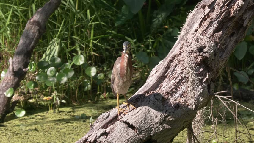  Green Heron in Florida Swamp